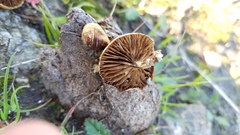 Agrocybe semiorbicularis