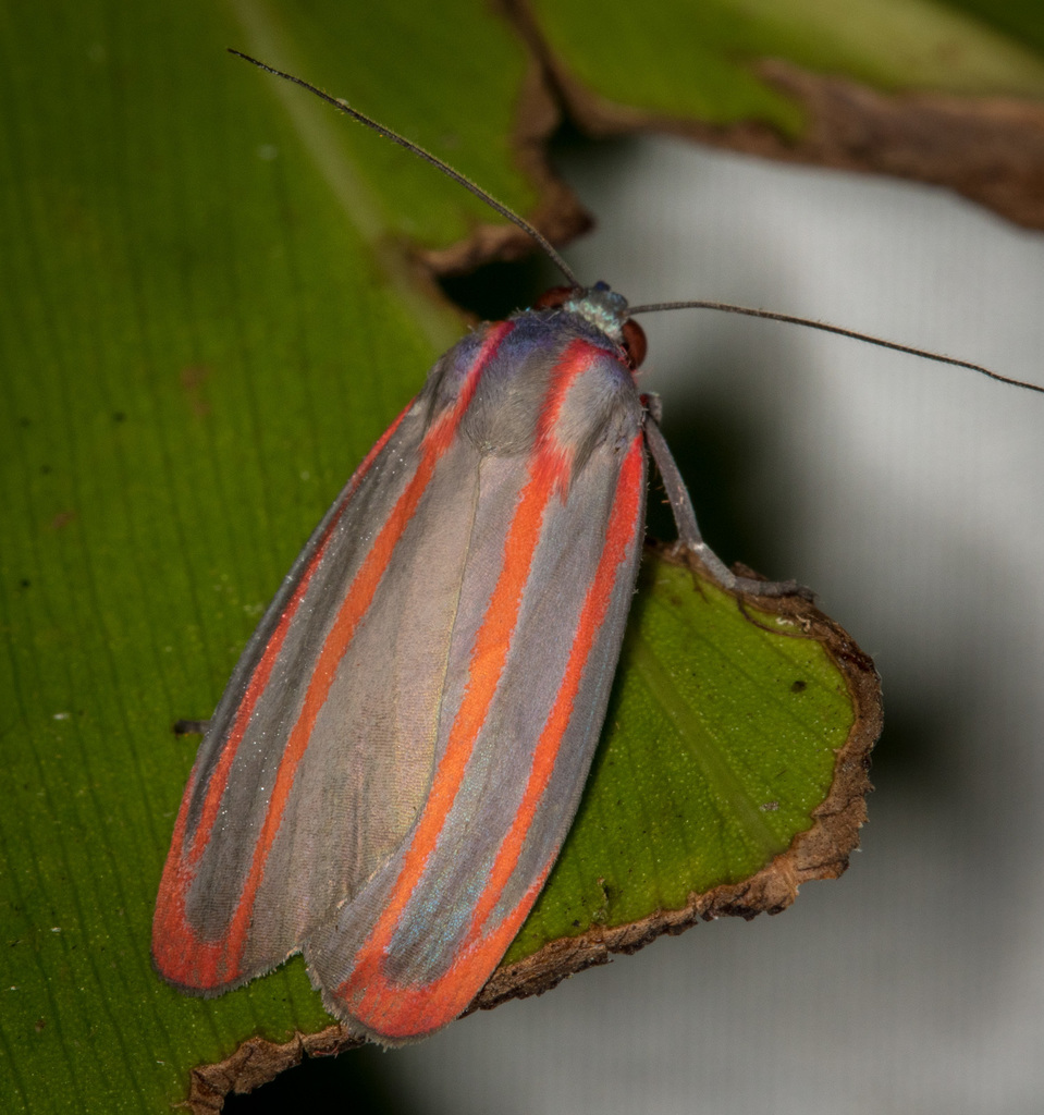 Cissura