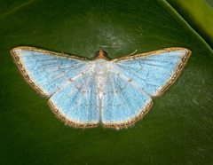 Leuciris fimbriaria