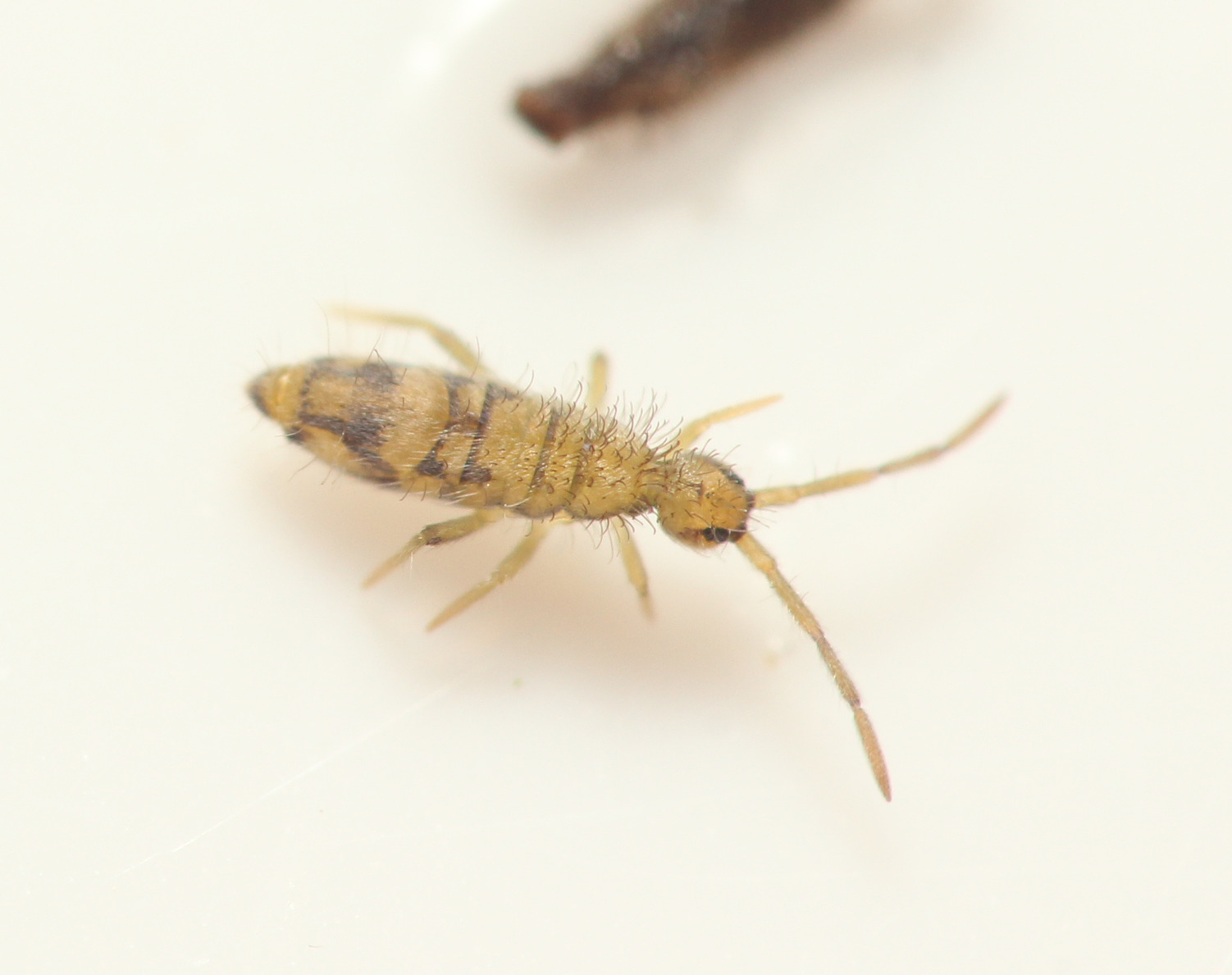 Entomobrya nivalis (C.Linnæus, 1758)