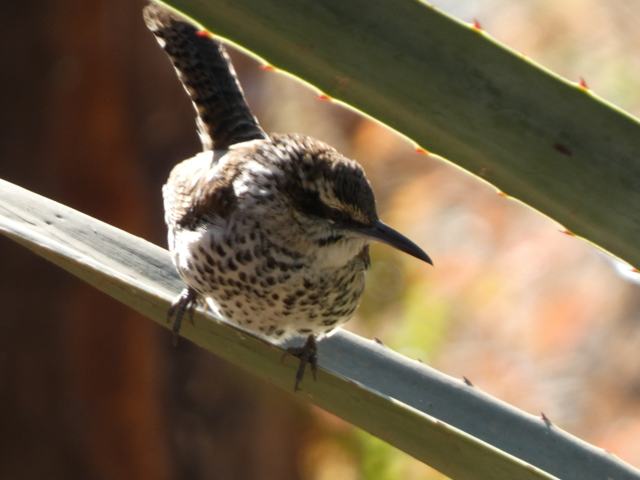 Boucard's Wren (Campylorhynchus jocosus), photo 2