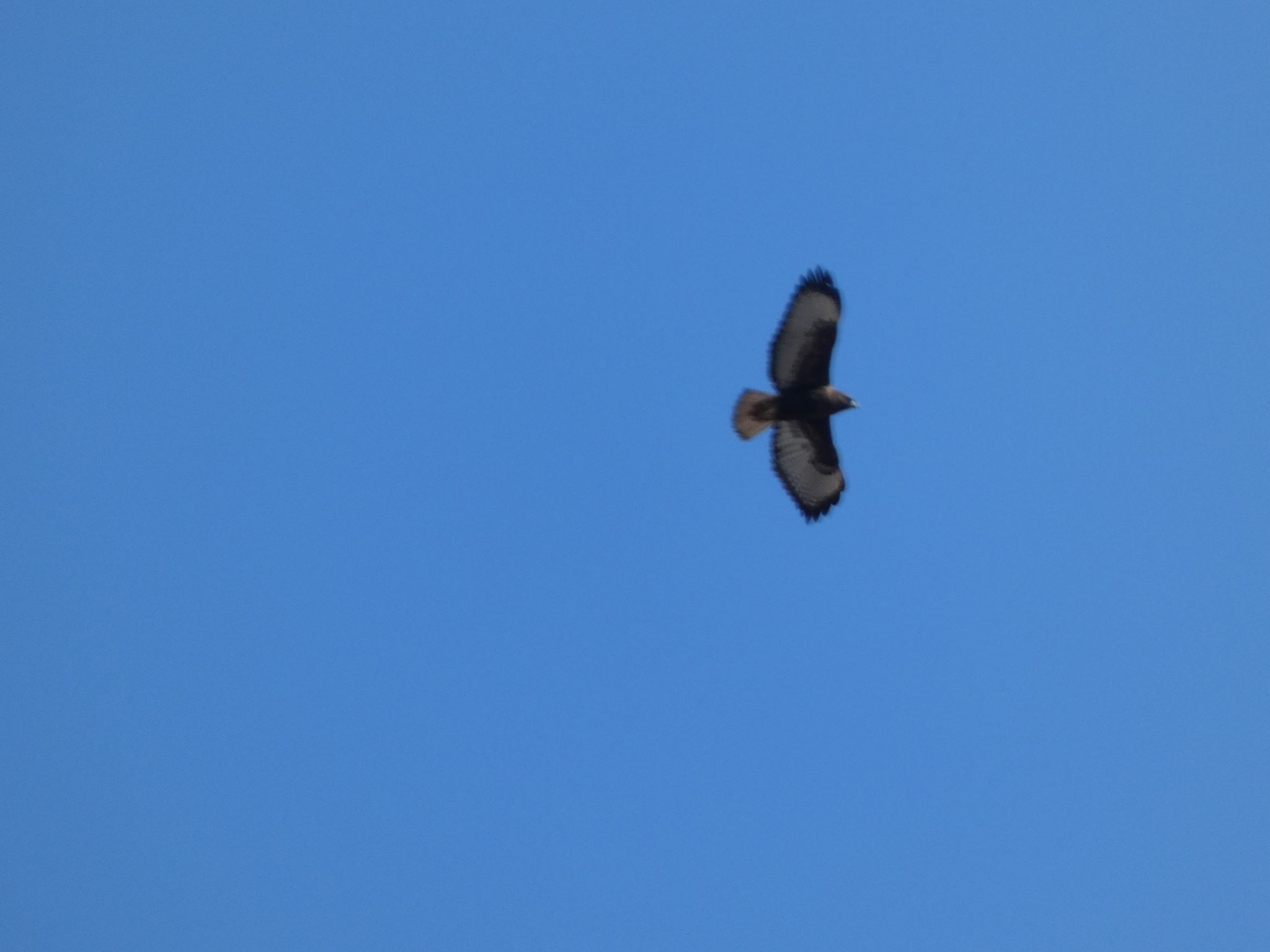 Short-tailed Hawk (Buteo brachyurus), photo 9