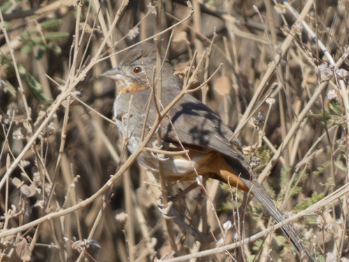 White-throated Towhee (Melozone albicollis), photo 8
