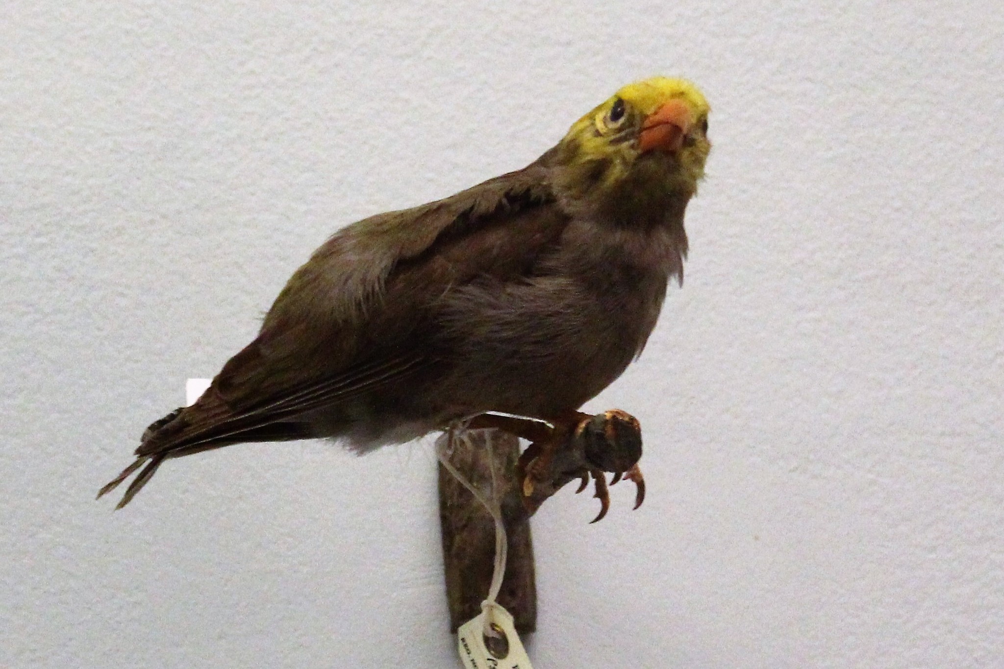 Ou (Psittirostra psittacea)
