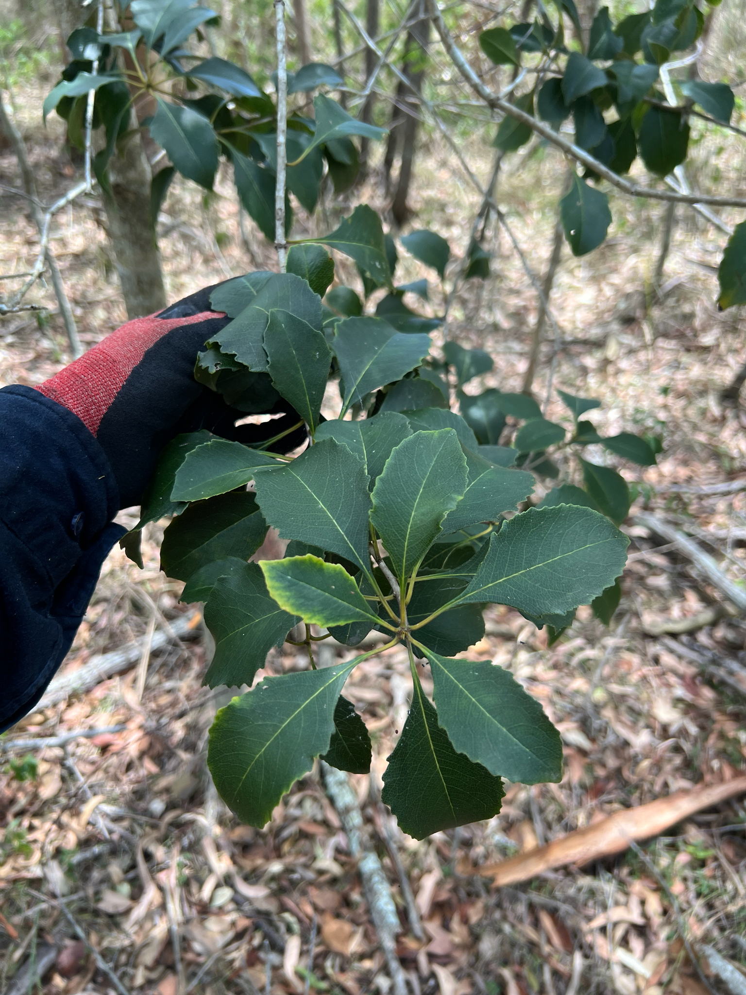 Diamond Leaf Pittosporum (Auranticarpa rhombifolia)