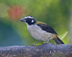 Saltator atripennis