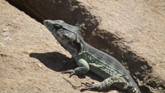 Pseudocordylus subviridis