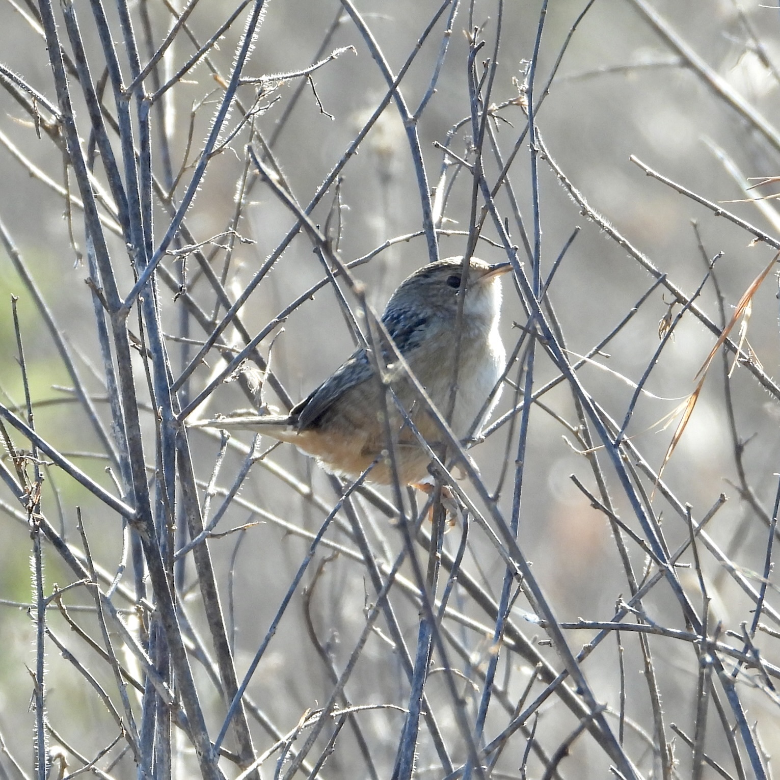 Grass Wren (Cistothorus platensis), photo 6