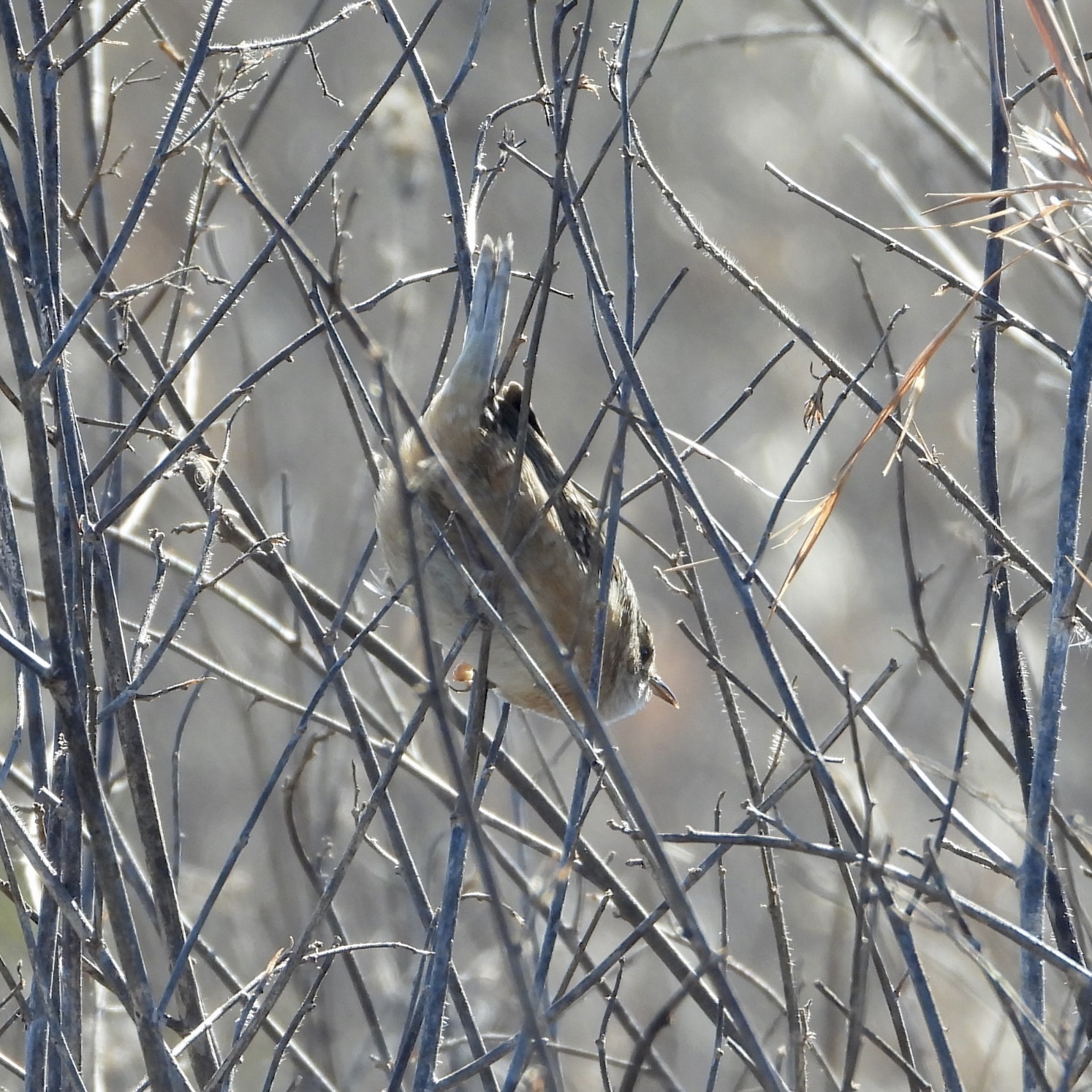 Grass Wren (Cistothorus platensis), photo 7