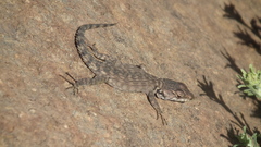 Pseudocordylus subviridis