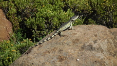 Pseudocordylus subviridis