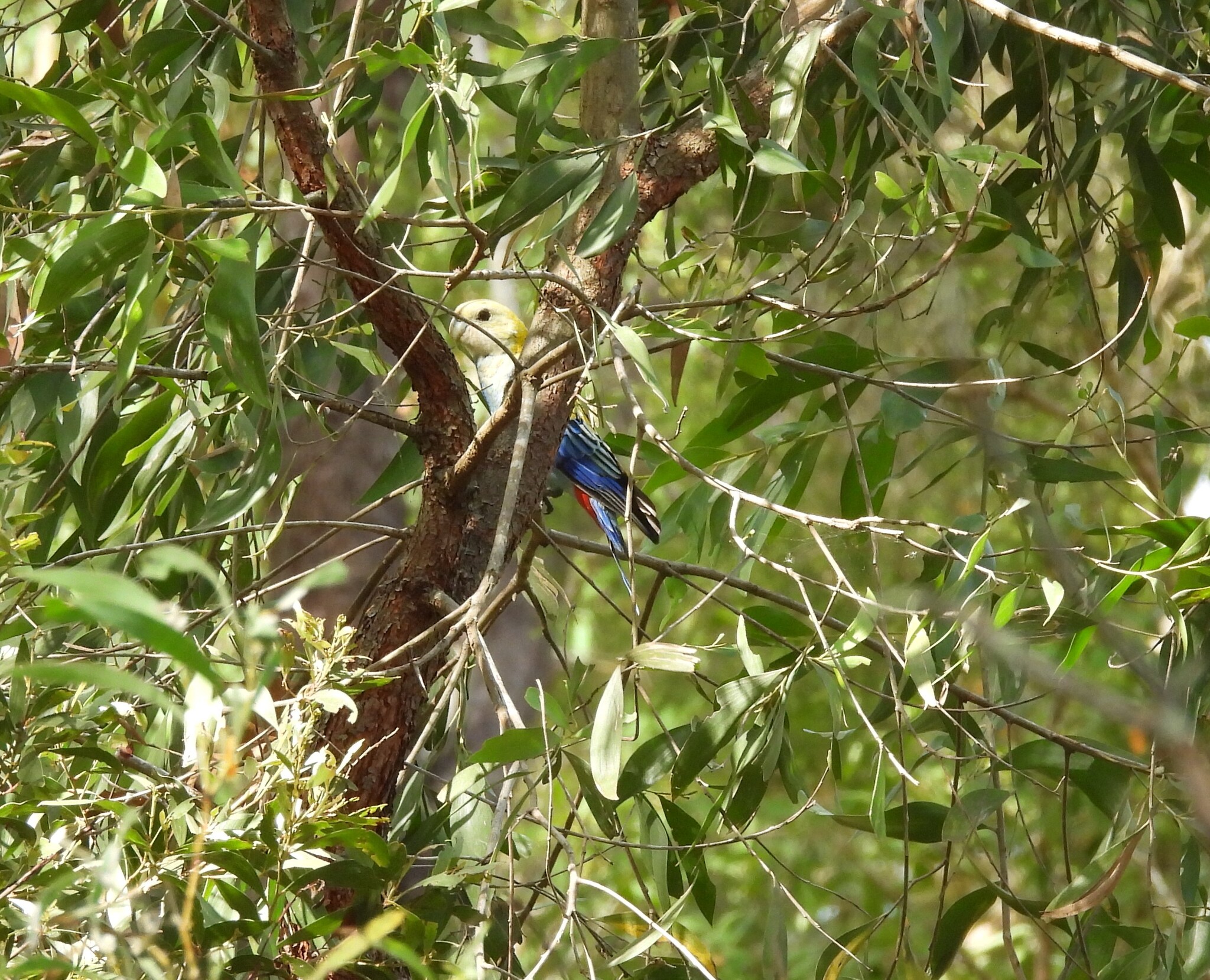 Pale-headed Rosella (Platycercus adscitus), photo 4