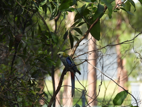 Pale-headed Rosella (Platycercus adscitus), photo 5