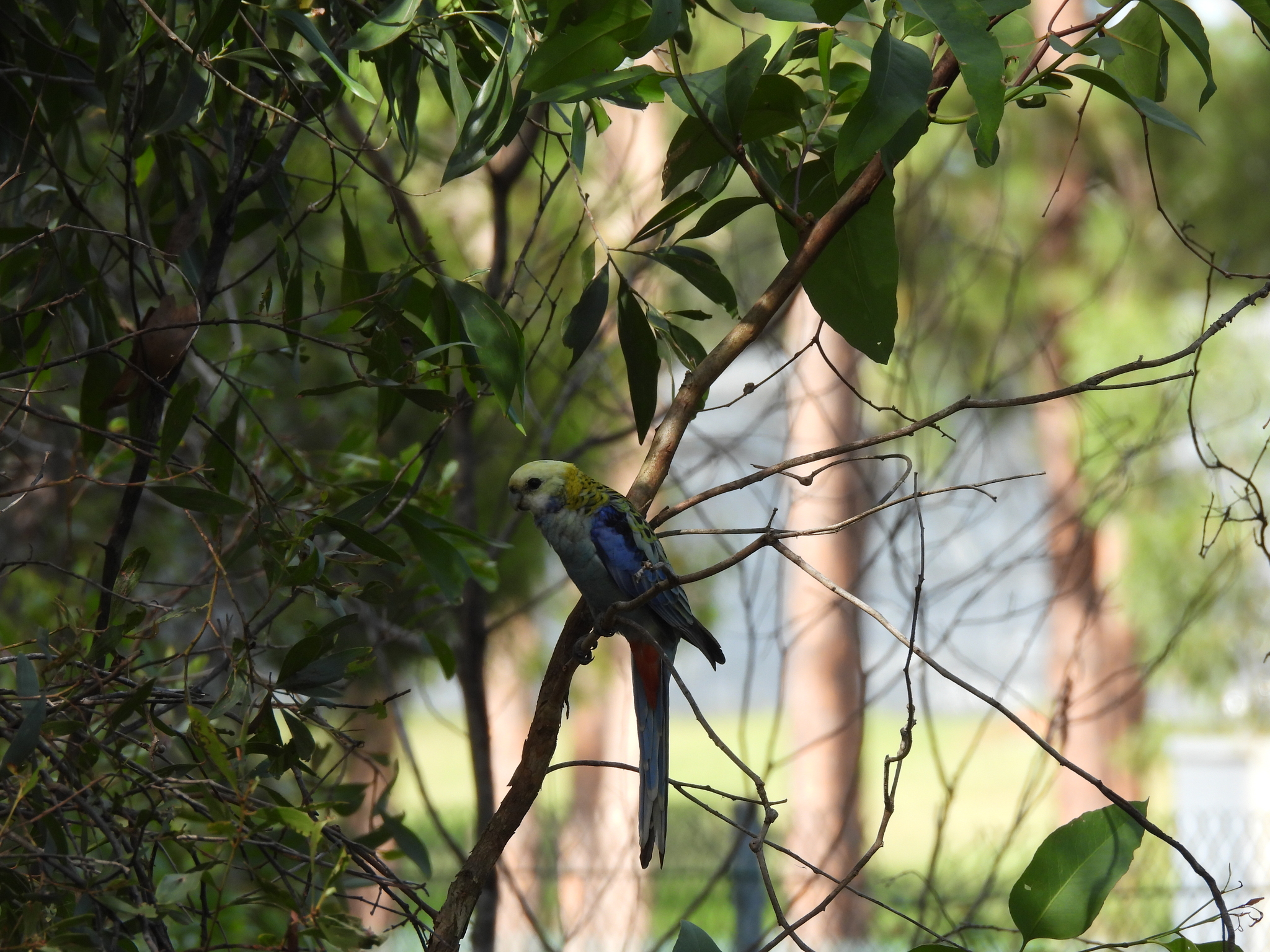 Pale-headed Rosella (Platycercus adscitus), photo 5