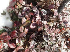 Gaultheria procumbens image