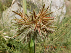 Cyperus dioicus