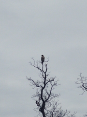 Buteo jamaicensis