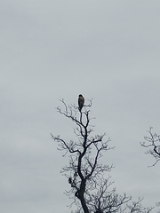 Buteo jamaicensis