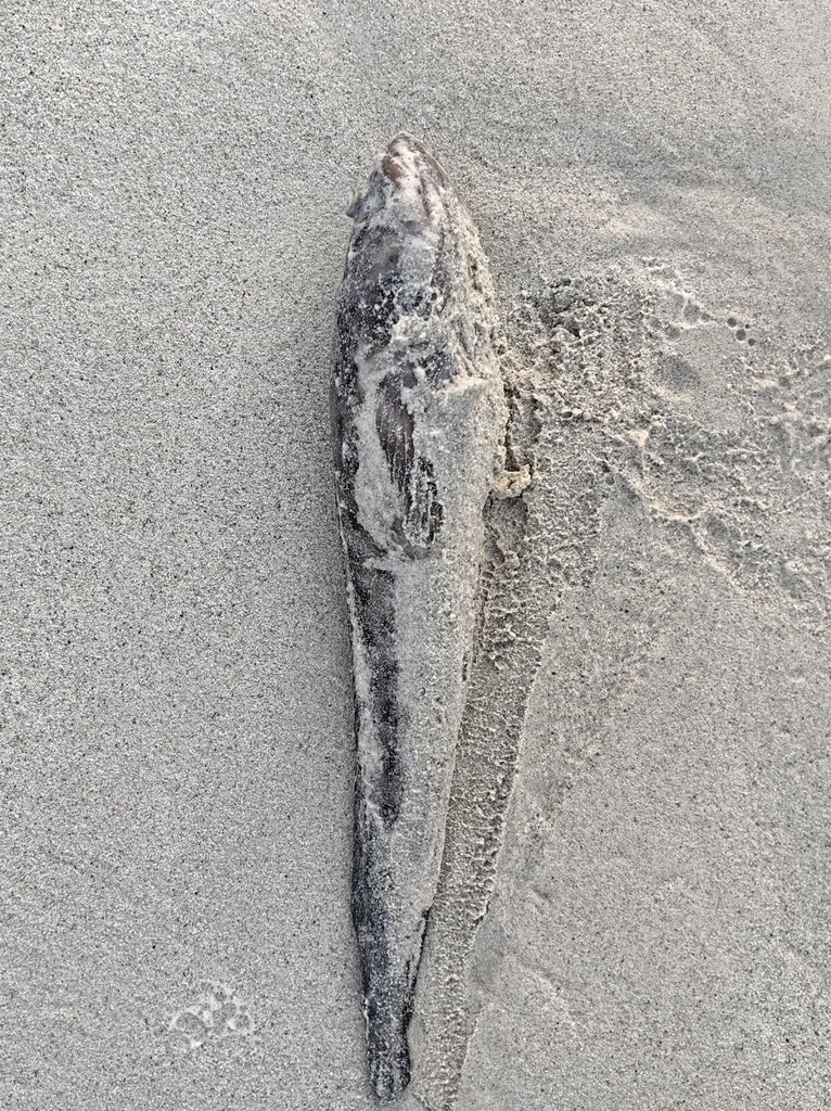 Atlantic Midshipman (Porichthys plectrodon) — Batrachoididae