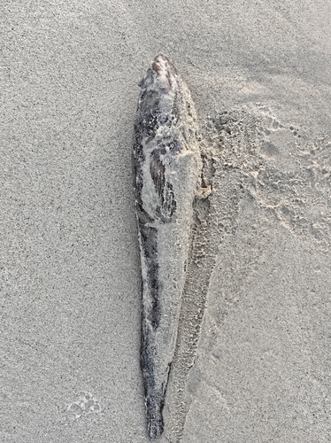 Atlantic Midshipman (Porichthys plectrodon) — Batrachoididae