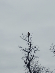 Buteo jamaicensis