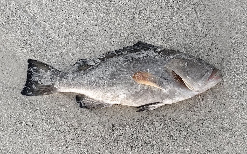 Brown grouper (Epinephelus morio) — Serranidae