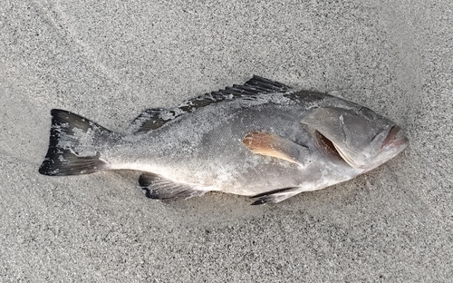 Brown grouper (Epinephelus morio) — Serranidae