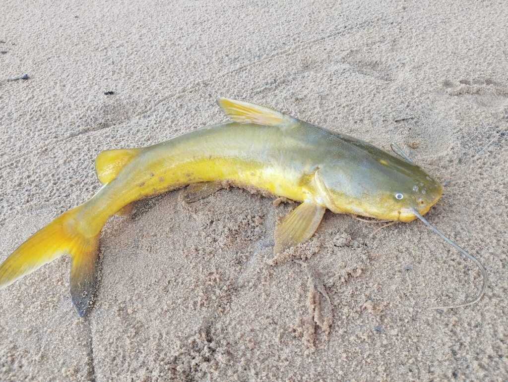 Gillbacker sea catfish (Sciades parkeri) — Ariidae