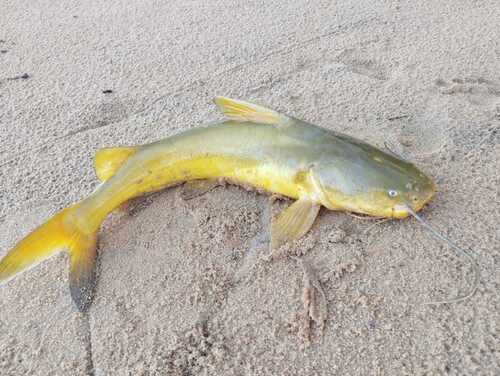 Gillbacker sea catfish (Sciades parkeri) — Ariidae
