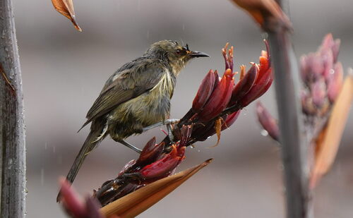 New Zealand Bellbird (Anthornis melanura), photo 4