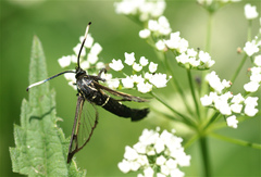 Synanthedon spheciformis