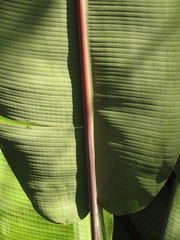 Heliconia griggsiana