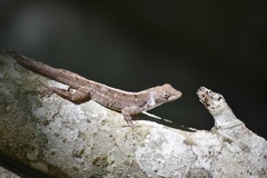 Anolis homolechis
