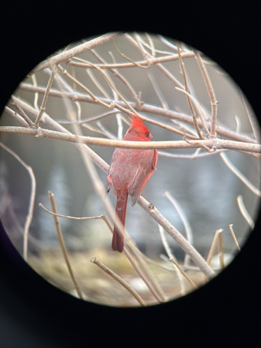 Northern Cardinal