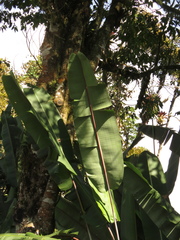 Heliconia griggsiana