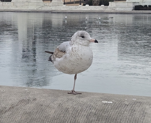Ring-billed Gull