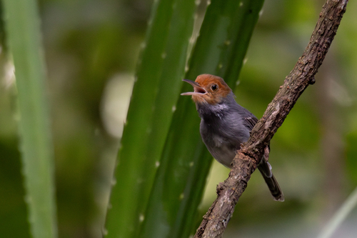 Ashy Tailorbird (Orthotomus ruficeps), photo 10
