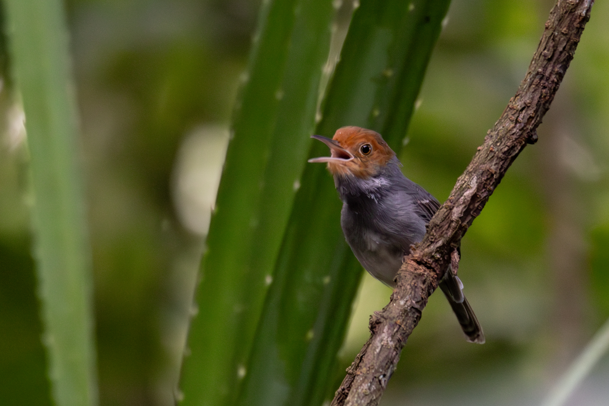 Ashy Tailorbird (Orthotomus ruficeps), photo 10