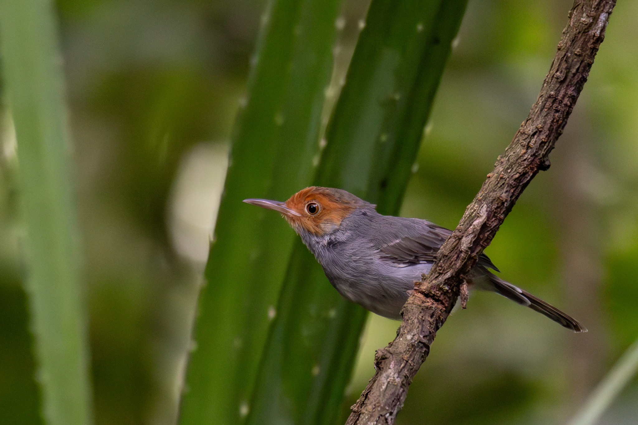 Ashy Tailorbird (Orthotomus ruficeps), photo 8