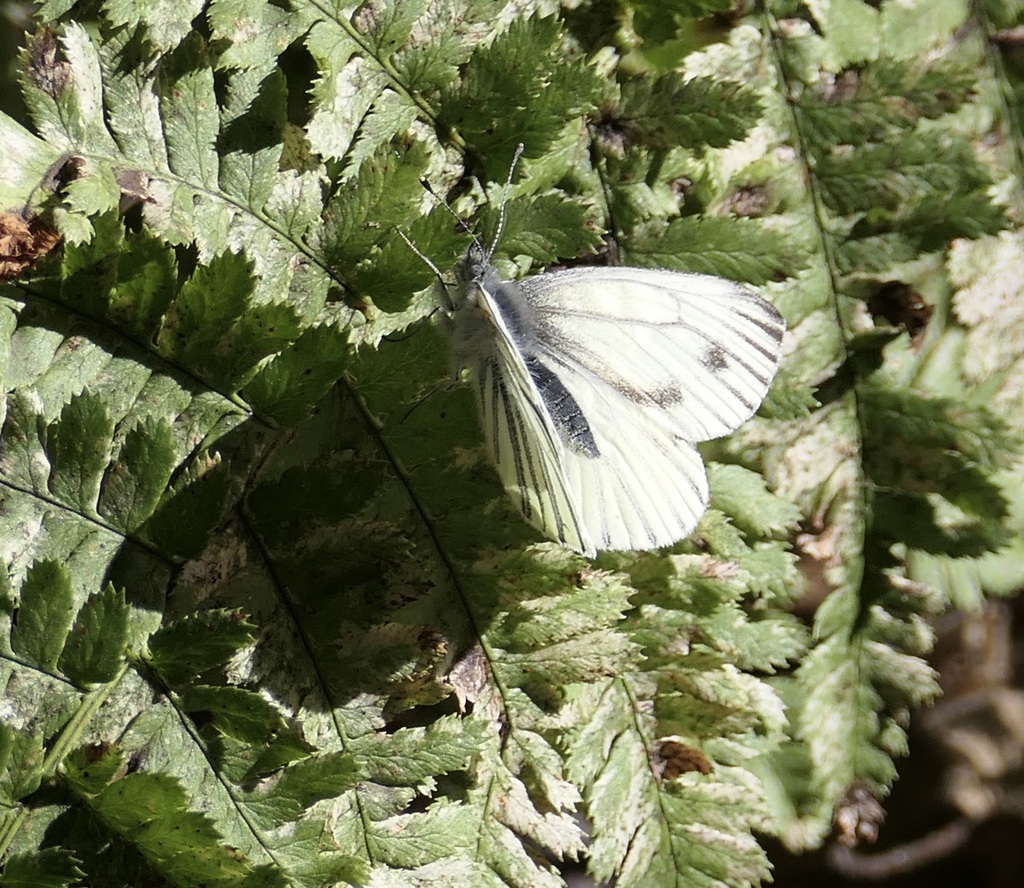 Veined White