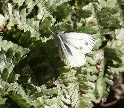 Veined White
