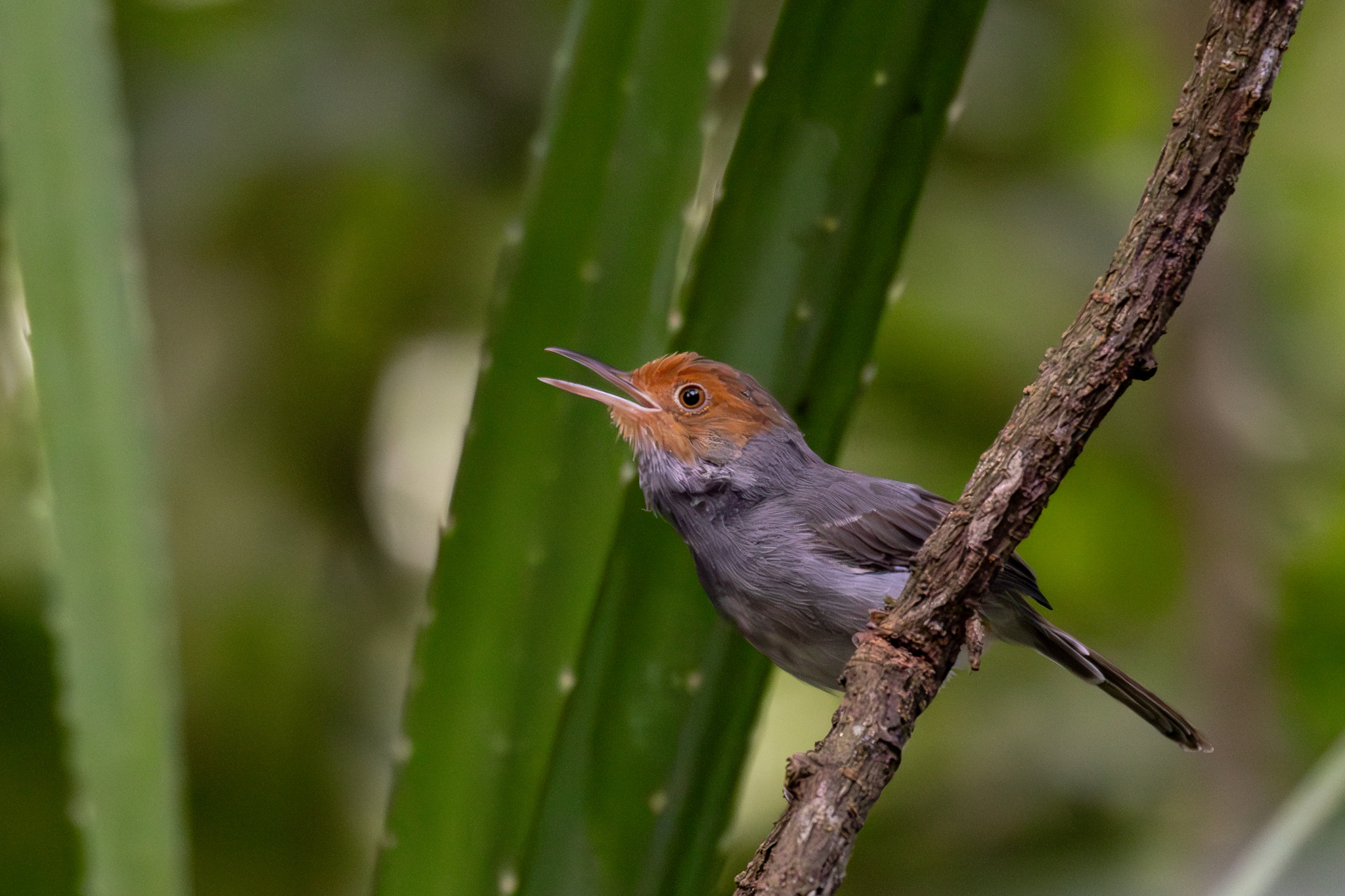 Ashy Tailorbird (Orthotomus ruficeps), photo 9