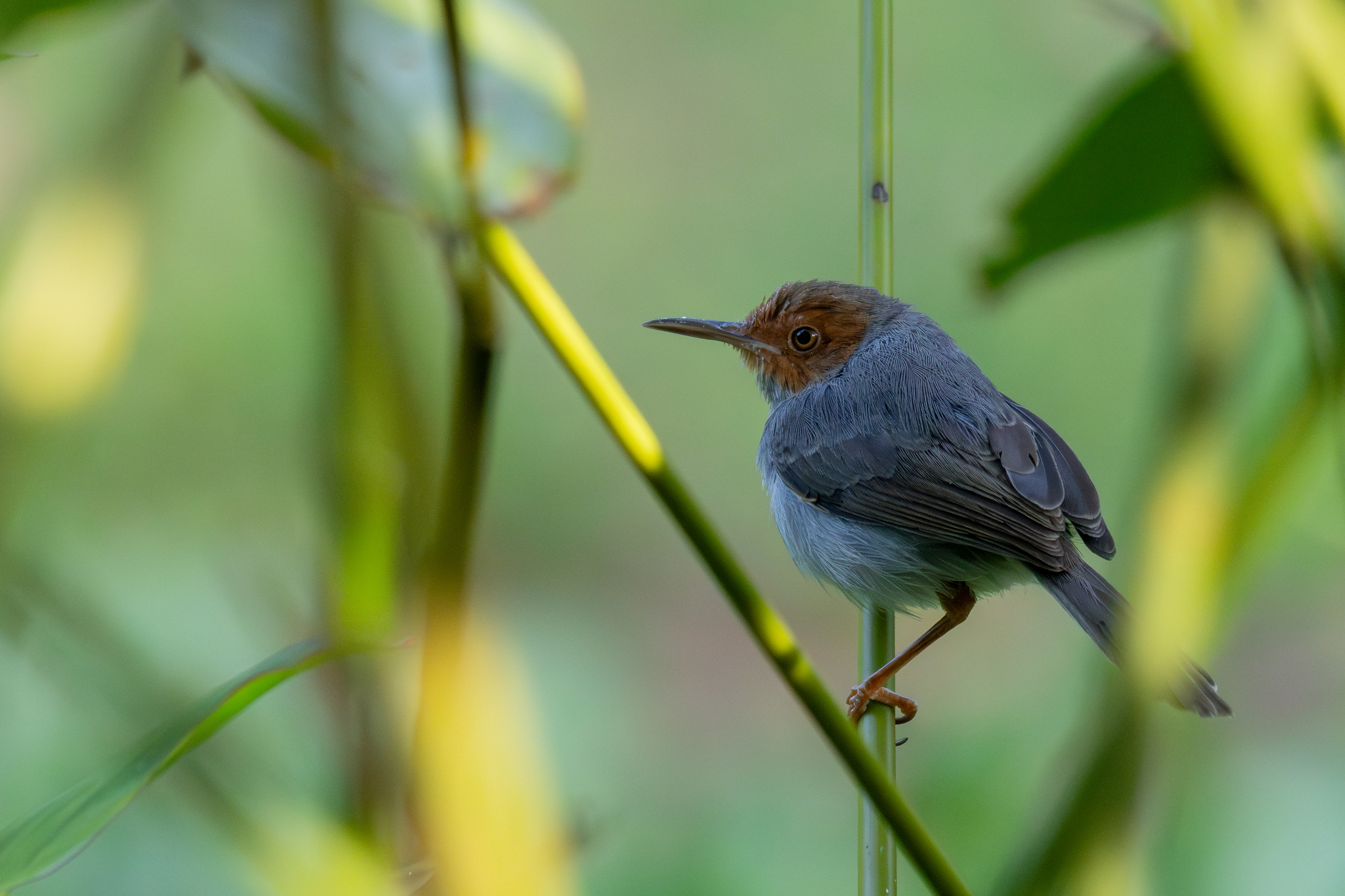 Ashy Tailorbird (Orthotomus ruficeps), photo 7