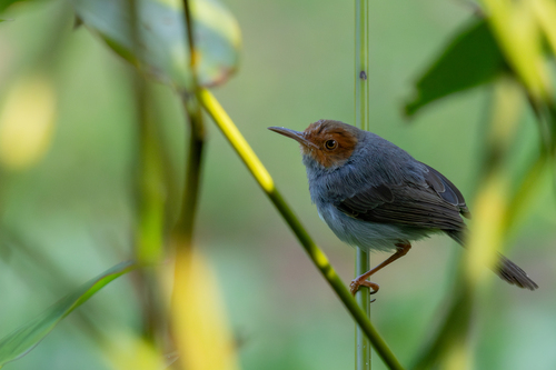 Ashy Tailorbird (Orthotomus ruficeps), photo 3