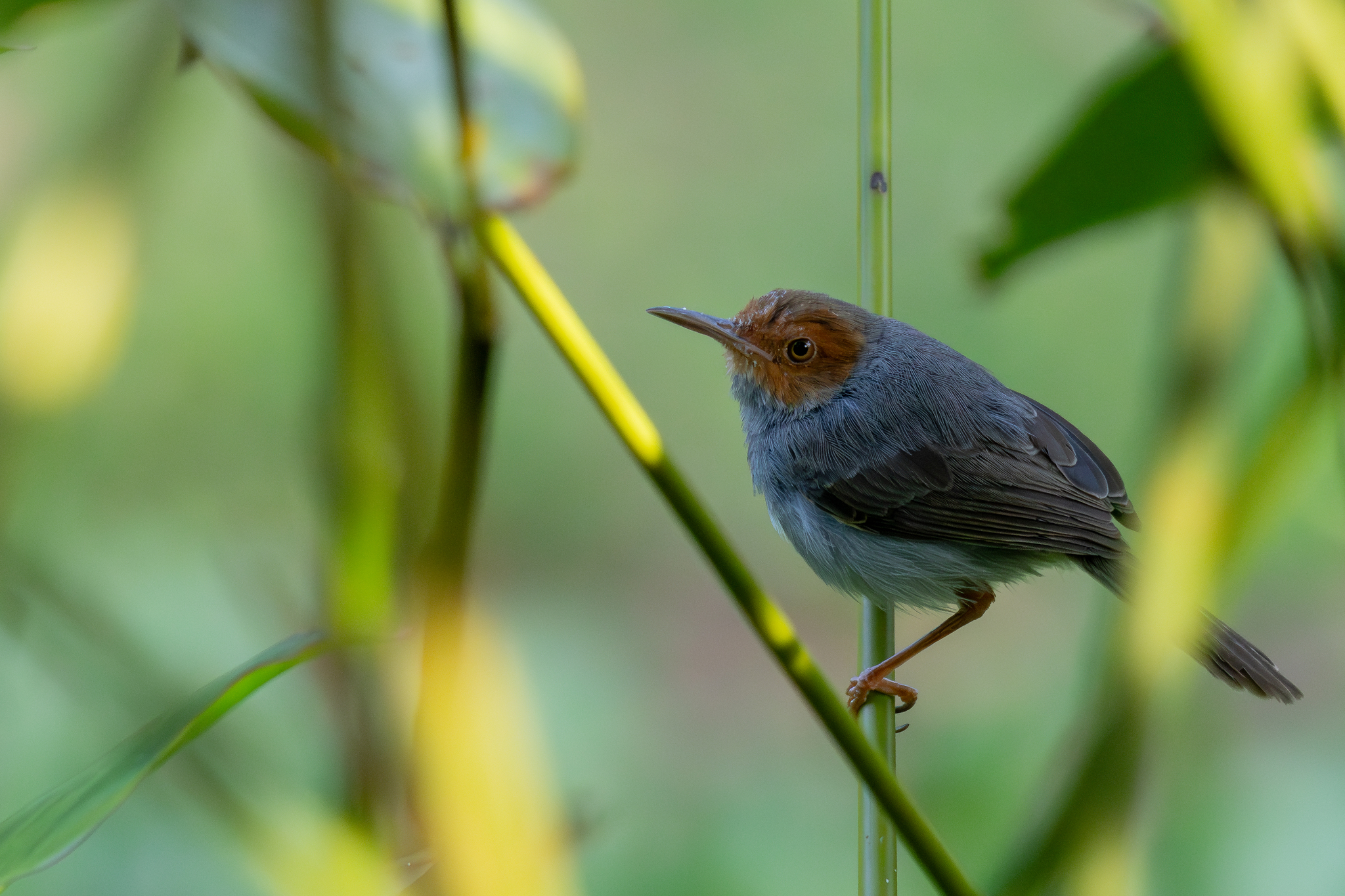 Ashy Tailorbird (Orthotomus ruficeps), photo 3