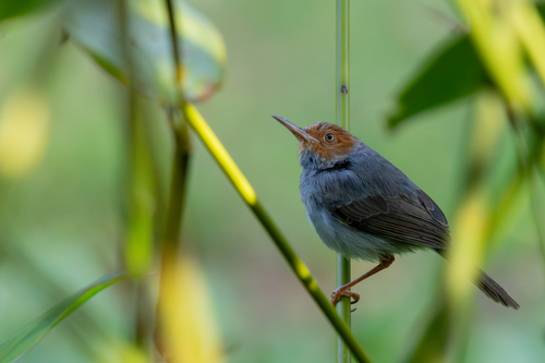 Ashy Tailorbird (Orthotomus ruficeps), photo 4