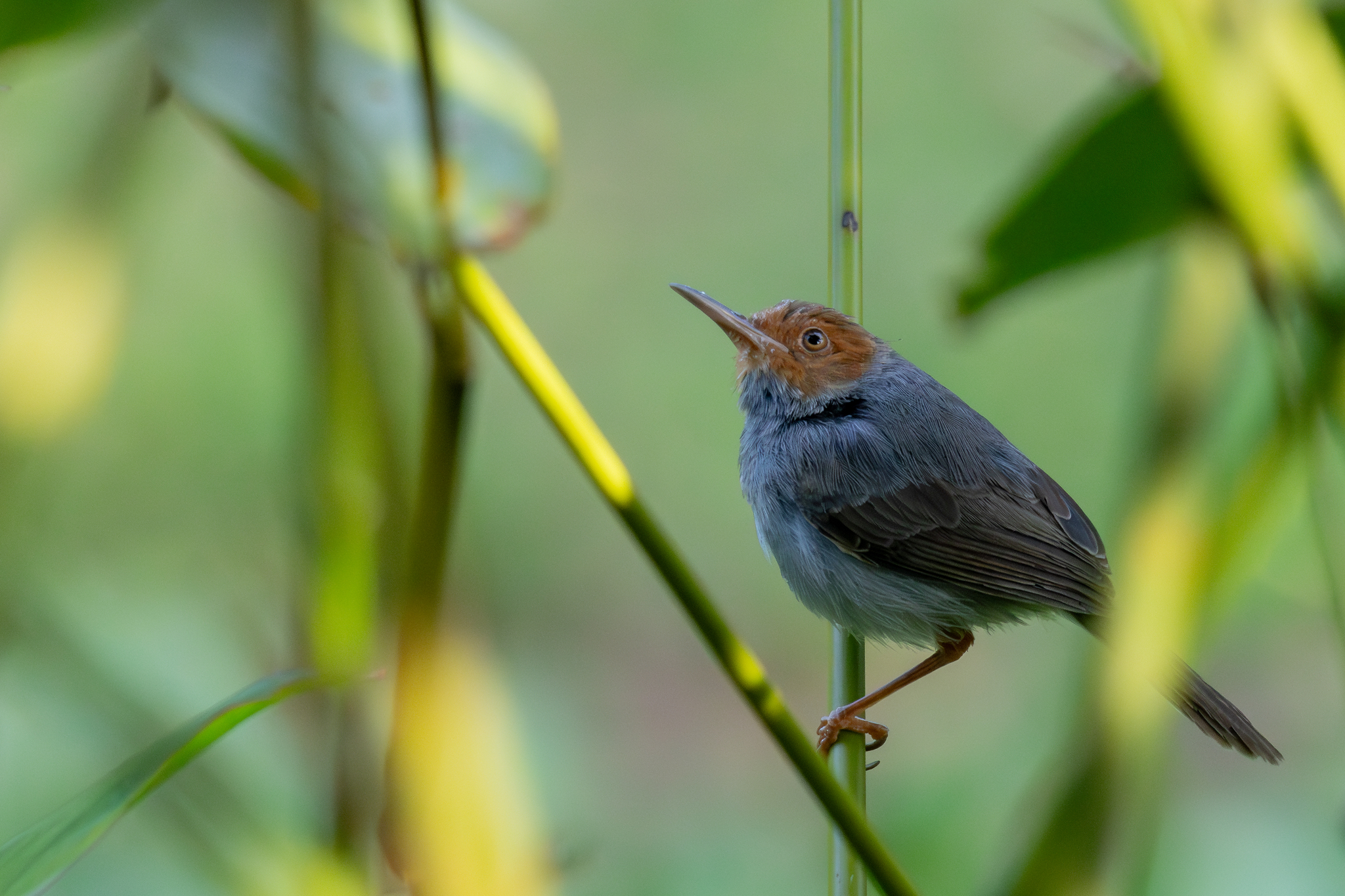 Ashy Tailorbird (Orthotomus ruficeps), photo 4
