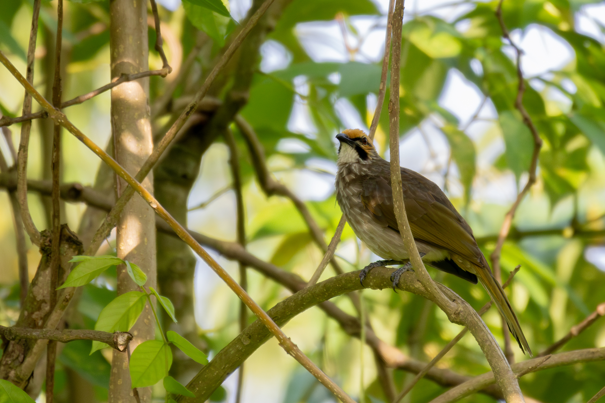 Straw-headed Bulbul (Pycnonotus zeylanicus), photo 2