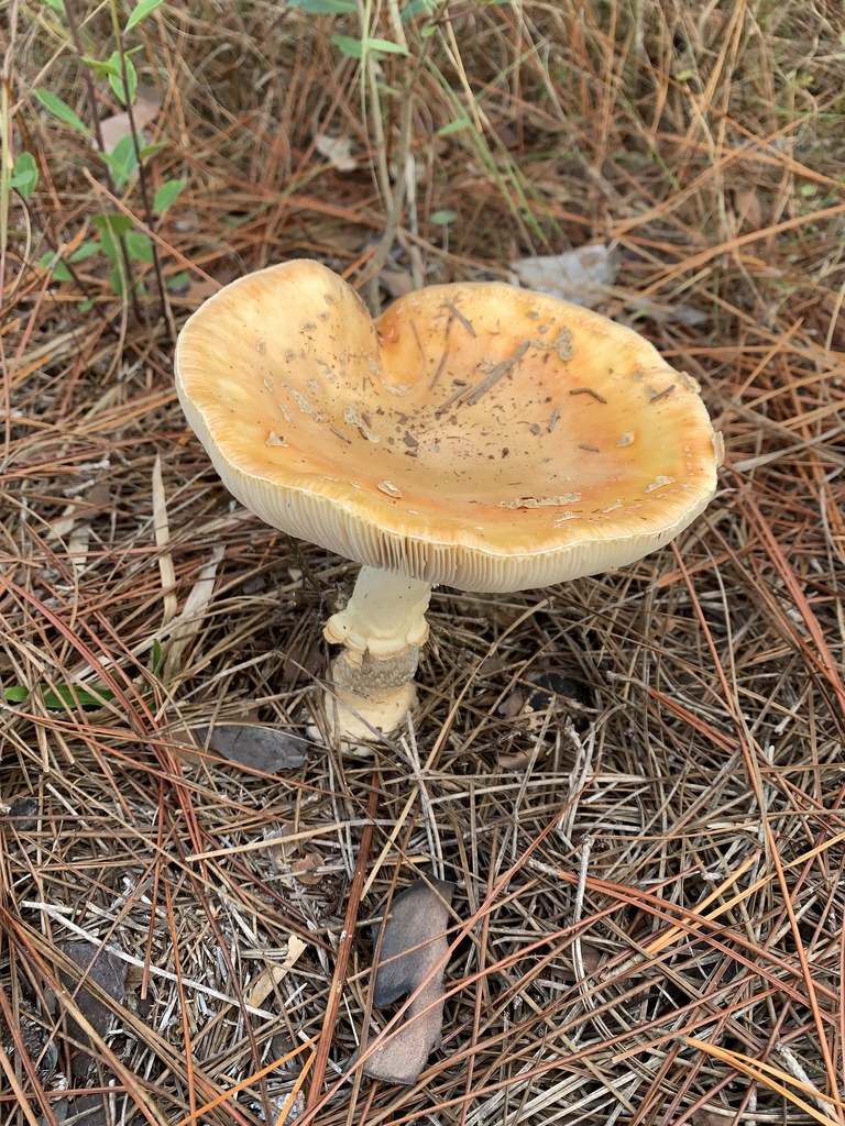 Amanita persicina · January 2026 · photo: © sbrobeson (iNaturalist, cc-by)