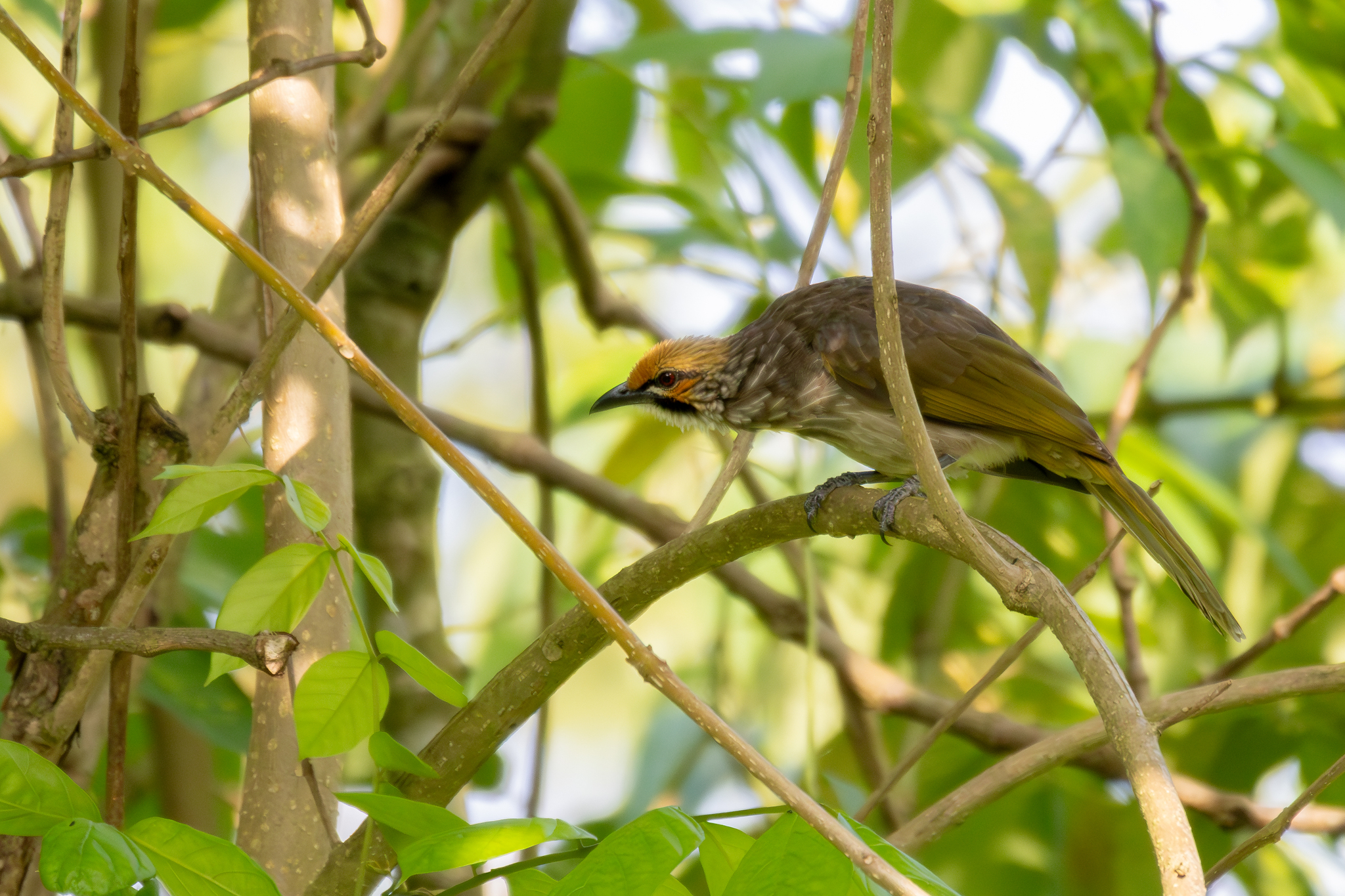 Straw-headed Bulbul (Pycnonotus zeylanicus), photo 3